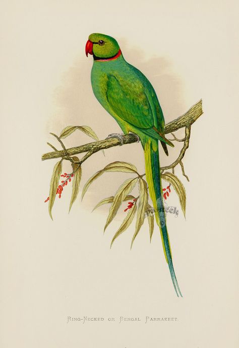 Ring-Necked or Bengal Parrakeet India from WT Greene Parrots 1884 Parrot Prints Ring Necked Parakeet, Parrot Drawing, Indian Ringneck, Parrot Painting, Parrots Art, Love Pic, Bird Book, Colour Painting, Parakeets