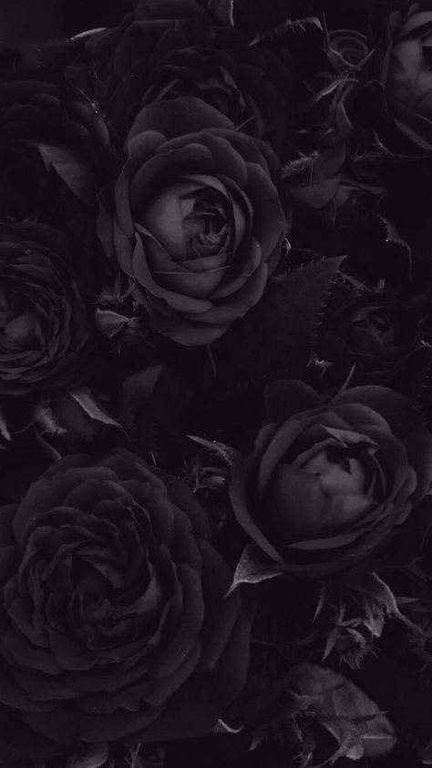 Floral Wallpapers for iPhone and AndroidClick the link below to get the latest Tech News and Gadget Updates Black Roses Wallpaper, Vintage Foto's, Wallpaper Samsung, Gothic Wallpaper, Roses Wallpaper, Chic Lounge, Cute Black Wallpaper, Black Phone Wallpaper, Iphone Black