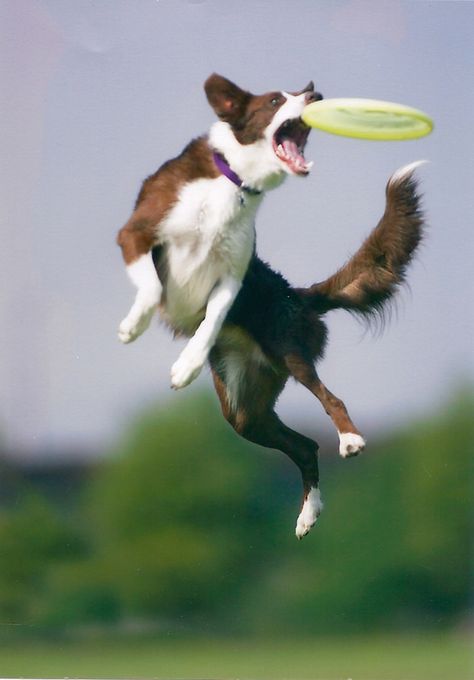 Frisbee Dog Reference, Dog Frisbee, Jumping Dog, Dog Jumping, Animal Poses, Dog Sports, Dog Poses, Animal Reference, Dog Agility