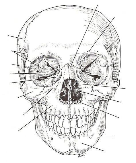 Anterior Skull Sketching People, Medical Drawings, Skull Anatomy, Studera Motivation, Skeleton Anatomy, Skeleton Drawings, Human Anatomy Drawing, Human Anatomy Art, Anatomy Sketches