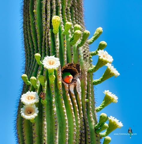 American Desert, Weird Trees, Cactus Photography, Blooming Cactus, Desert Animals, Plantas Vs Zombies, Desert Art, Desert Cactus, Animal Reference