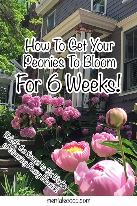 How To Get Your Peonies To Bloom For 6 Weeks! How To Split Peonies, Festiva Maxima Peony, Peony Farming, Peonies In Pots, Types Of Peonies, Peony Flower Garden, Peony Plant, Michigan Garden, Peony Farm