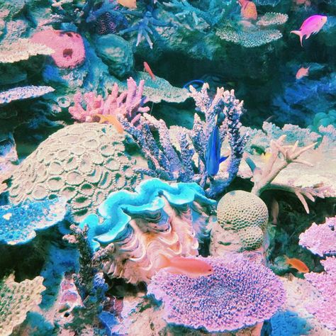 Tropical Core, Kristina Webb, Creature Marine, Coconut Dream, Dry January, Mermaid Core, Mermaid Aesthetic, Marine Biology, Beautiful Sea