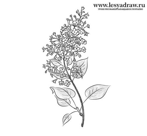 Lilac Flowers Drawing, Simple Lilac Tattoo Black And White, Flower Simple Drawing, Flowers Drawing Easy, Flower Drawing Simple, Redwood Tattoo, Drawing Transparent, Matching Bff Tattoos, Lilac Tattoo