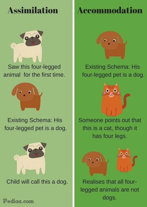 Difference Between Assimilation and Accommodation-infographic Piaget Stages Of Development, Piaget Theory, Child Development Theories, Human Growth And Development, Ap Psych, Stages Of Development, Psychology Notes, Jean Piaget, Classroom Strategies