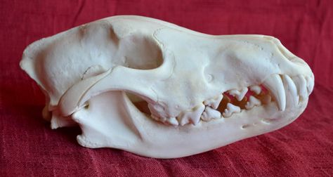 ALASKAN WOLF SKULL  Real Complete Animal Bones by TheCoyoteWoman Arrogant Cat, Animals Hunting, Coyote Skull, Animal Taxidermy, Bones And All, Wolf Skull, Lovely Bones, Wet Specimen, Animal Skeletons