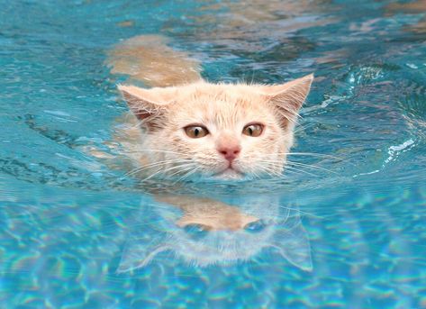 My friend's kitten enjoying swim in the pool Cat Swimming, Animals Swimming, Summer Cats, Swimming Cats, Dog Swimming Pools, Strange Days, Dog Swimming, Dog Pool, Wet Cat