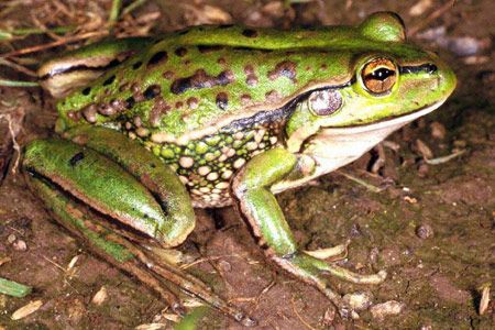 Growling Grass Frog (Litoria raniformis) Copyright Julian Bentley. Photograph by Julian Bentley. Poisonous Animals, Common Frog, Amazing Frog, Textured Skin, Frog Pictures, Frog Prince, Salamanders, Animal Reference, Frog Art