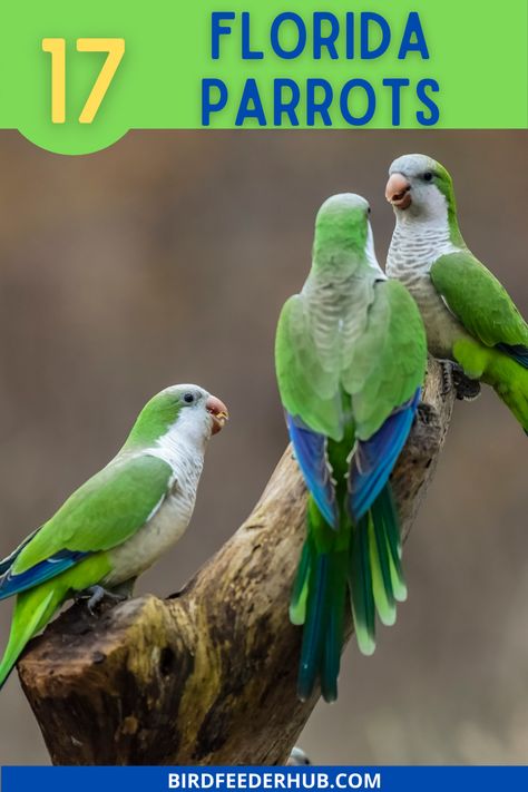 Florida Retirement, Types Of Parrots, Gulfport Florida, Green Parakeet, Backyard Birds Sanctuary, Florida Birds, Monk Parakeet, Florida Wildlife, Retirement Living