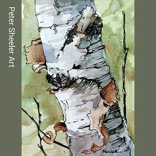 Peter Sheeler, 자작나무 그림, Tree Watercolor Painting, Birch Tree Art, Birch Tree Painting, Line And Wash, Soyut Sanat Tabloları, 수채화 그림, Birch Trees