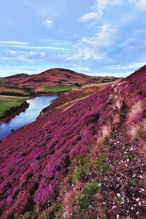 Pentland Hills just outside of Edinburgh is one of the best places in Scotland. 5 BEST spots to find purple Heather in Scotland. From Edinburgh to Glasgow Scotland to Northern Scotland and the Scottish Highlands. Scottish Heather is found in abundance in Scotland in later summer, peaking in August. Check out our full guide on the best spots in Scotland on www.avenlylanetravel.com #scotland #europe #scottish #ukdestinations #Scotlandtravel #scotlandtravelguide #beautifulplaces #traveldestinations Scotland Aesthetic, Scottish Heather, Scotland Travel Guide, Scotland Vacation, Scotland Landscape, Scottish Countryside, Places In Scotland, Fields Of Flowers, Scottish Culture