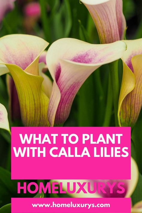 Lily Companion Plants, Canna Lily Garden, Lilly Plants, Lilly Garden, Best Companion Plants, Flower Tips, Arum Lily, Lilly Flower, Lily Garden