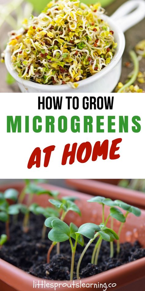 How to Grow Microgreens at Home Microgreens Garden, How To Grow Microgreens, Grow Microgreens, Indoor Vegetables, Kitchen Scraps, Hydroponic Farming, Hydroponics Diy, Micro Greens, Growing Microgreens