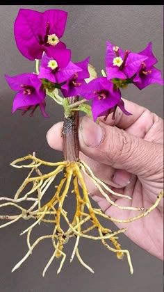 Bougainvillea Planting Ideas, Growing Bougainvillea, Bougainvillea Care, Bougainvillea Plant, Bougainvillea Bonsai, Orchid Plant Care, Grafting Plants, Garden Watering System, Succulent Landscape Design