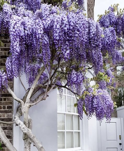 Round Gazebo, Wisteria Cottage, Wisteria Sinensis, Wisteria Plant, Rose Garden Design, Wisteria Tree, Purple Wisteria, Green Screen Background Images, Green Screen Backgrounds