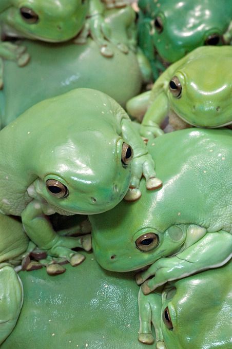 𝕴𝖈𝖊𝖑𝖆𝖓𝖉 𝕱𝖔𝖝 Whites Tree Frog, Green Frogs, Grunge Pastel, Frog Pictures, Art Kawaii, Salamanders, Green Frog, Frog And Toad, Tree Frogs