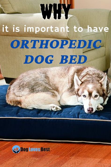 Orthopedic dog beds provide extra support to a dog's bones and joints, especially the hips and elbows. Check out this blog on orthopedic dog beds where you will find many options to buy according to their price, quality, and color. Tap on the Pin 📌 Waterproof Dog Bed, Fur Mom, Orthopedic Dog Bed, Loyal Dogs, Indianapolis 500, Healthy Sleep, Dog Beds, Cool Beds, Medium Dogs