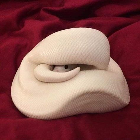 Time To Take In The Weekly Dose Of Cute (#72) - I Can Has Cheezburger? Pretty Snakes Beautiful, Cute Snakes, Snake Photos, Pretty Snakes, Regnul Animal, Cute Reptiles, Cute Snake, Beautiful Snakes, Pet Snake