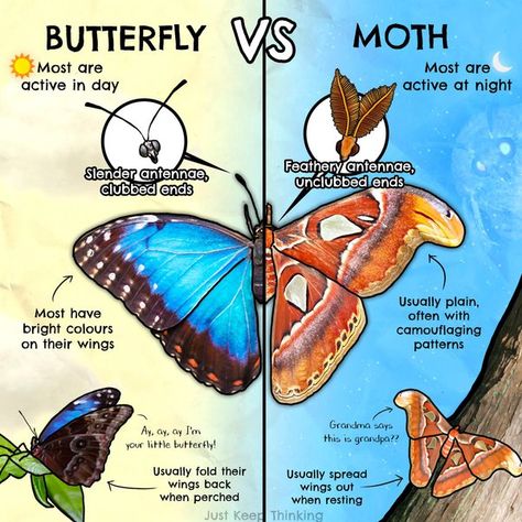 Butterfly Vs Moth, Zoologist Career, Zoology Student, Moth Facts, Butterfly Facts, Animal Infographic, Nature School, Science Nerd, Biology Notes