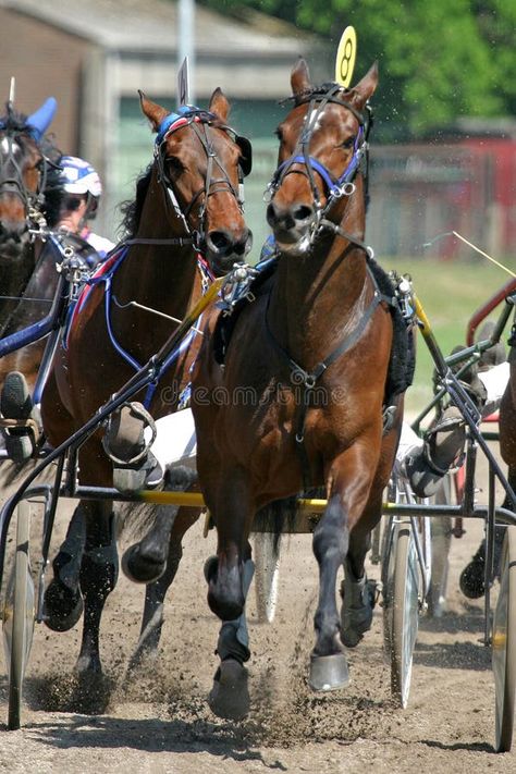 Horse Running, Harness Racing, Finish Line, Photo Image, Horses, Stock Photos, Running, Quick Saves, Art