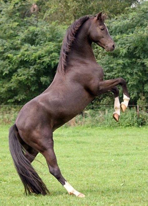 Welsh pony Horse Neighing, Horse Standing, Horse Rearing, Welsh Pony, Beautiful Horse Pictures, Cute Ponies, Most Beautiful Horses, Majestic Horse, Brown Horse