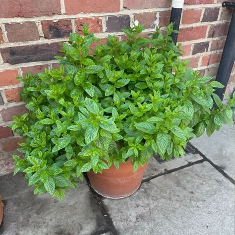 Grow Mint In Pots, Planting Mint In Pots, How To Care For Peppermint Plant, Mint Container Garden, How To Plant Mint In Pot, Growing Mint In Pots, Peppermint Plant Outdoor, Mint Growing Tips, Herb Garden In Pots Outdoors