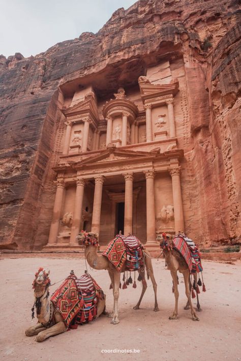 3 Dromedary in front of the Treasury, a building carved in a huge red cliff at Petra in Jordan. Petra Jordan Photography, Petra In Jordan, Jungle Home, Fun Trips, Library Of Alexandria, Desert Environment, Jordan Travel, Petra Jordan, 7 Wonders