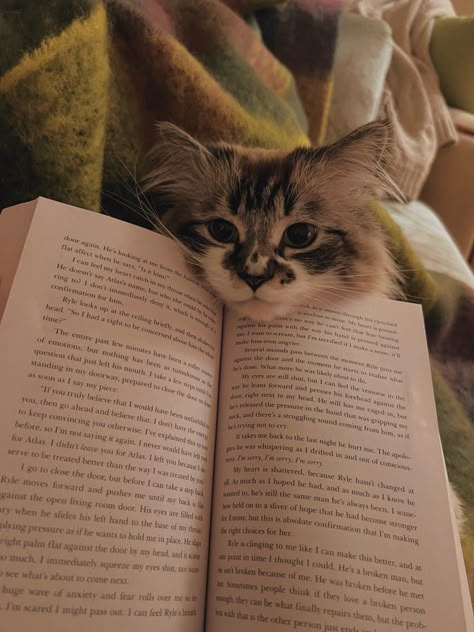 Cats Books, Cats And Books, Cat Books, Cat Person, Cat Aesthetic, Little Animals, I Love Cats, Kitty Kitty, Pretty Cats