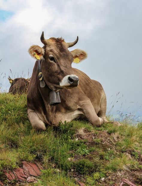 Swiss Cows, Swiss Cow, Cow Pictures, Brown Cow, Moo Moo, Cow Calf, Cow Painting, Animal Reference