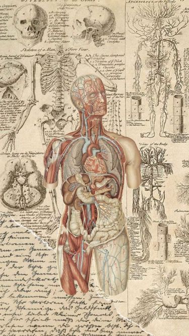 Medical Science Wallpaper, Science Aesthetic Poster, Anatomy And Physiology Wallpaper, Biological Wallpaper, Medical Drawings Aesthetic, Medical Studies Aesthetic, Phycology Aesthetic Wallpaper, Biology Research Aesthetic, Anatomy Cover Page