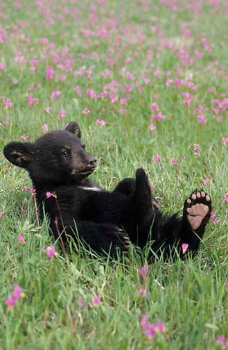 Bear In Flower Field, Bear Cub Aesthetic, Polar Bear We Bare Bears, Baby Black Bear, Tattoo Bear, Baby Bear Cub, We Bear Bears, Animal Photography Wildlife, Black Bear Cub