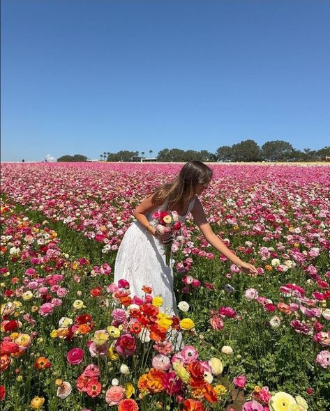 Flower Feild Pics Aesthetic Landscape, Vision Board Photos Flowers, Planting Flowers Aesthetic, British Summer Flowers, Flower Vision Board, Girly Spring Aesthetic, Pure Joy Aesthetic, Flower Farm Aesthetic, Flower Farm Outfit