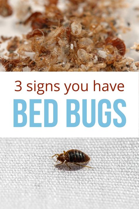 Do you know how to find bed bugs? Here are 3 signs you have bed bugs, plus learn where to look for the pests. Knowing where to find bed bugs will help you get rid of them. #bedbugs #diypestcontrol #bedding How To Get Rid Of Bed Bugs For Good, Bed Bugs How To Get Rid Of Diy, How To Check For Bed Bugs, Get Rid Of Bed Bugs Fast Diy, Bedbugs Removal Diy, Bed Bugs How To Get Rid Of Fast, Bed Bugs How To Get Rid Of, Bed Bugs Bites, Bed Bug Bites Remedies