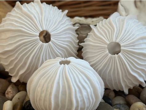 Sea Urchin Shells, Sea Urchin Shell, Sea Sculpture, Seashell Wall Art, Coquille Saint Jacques, 3d Files, Sea Life Art, Pottery Handbuilding, Ceramic Fish