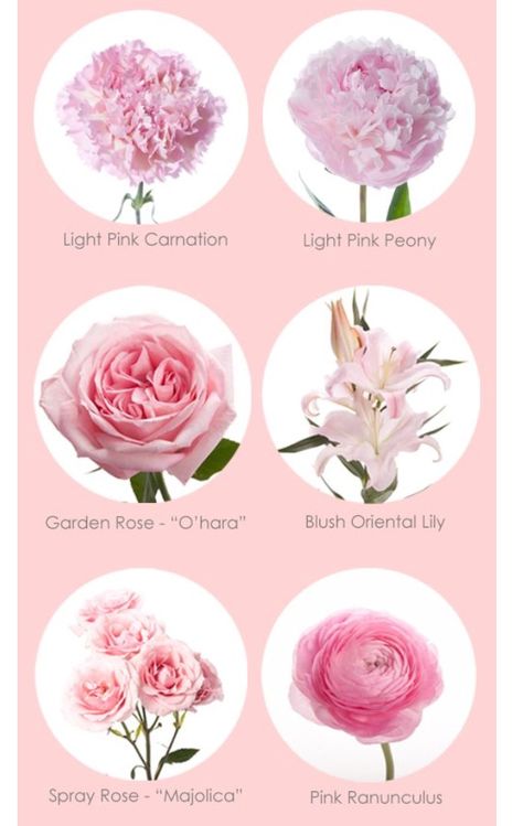 Pink Flower Types, Pink Arrangements, Pink Flower Names, Flower Chart, Flower Types, Different Types Of Flowers, Bridal Bouquet Flowers, Flower Guide, Light Pink Flowers