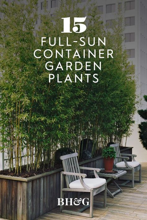 Potted Plants Full Sun, Plants On Deck, Tiny Courtyard Garden, Long Front Porch, Best Potted Plants, Tiny Courtyard, Plants Around Pool, Plants For Planters, Full Sun Container Plants