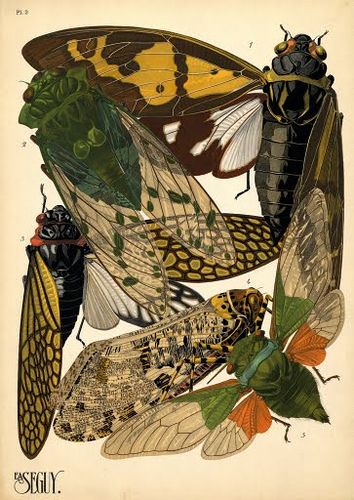 a beautifully drawn group of moths by Alain Seaguy ,Paris 1895 Eugene Seguy, Beetle Poster, Vintage Beetle, Prints Colorful, Bug Art, Art Mignon, Insect Art, Printable Vintage, Scientific Illustration