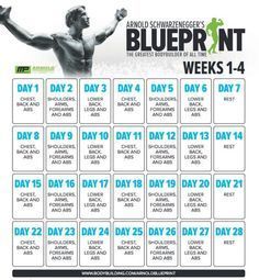 Arnold Schwarzenegger Workout Plan Pdf - Infoupdate.org Arnold Split Workout, Arnold Workout Plan, Arnold Blueprint, Arnold Training, Hercules Workout, Musclepharm Workouts, Arnold Schwarzenegger Workout, Arnold Schwarzenegger Gym, Arnold Workout