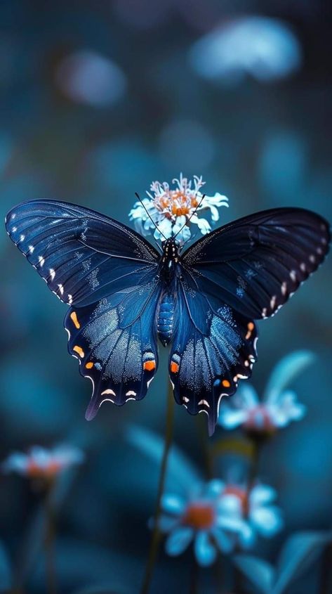 Natural Forms Butterfly, Images Of Butterflies, Butterfly Pictures Aesthetic, Blue Morpho Butterfly Aesthetic, Real Butterfly Aesthetic, Butterfly Photography Nature, Blue Butterfly Aesthetic, Butterfly In Nature, Butterflies On Flowers