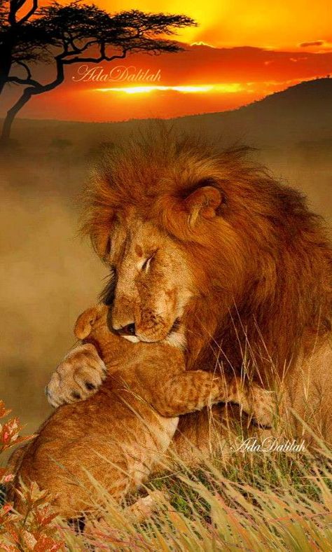 Pin by Valerie Blitgen on Animals | Wild animals photography, Wild cats, Animals beautiful Regnul Animal, Lion Love, Lions And Tigers, Airbrush Art, Cheetahs, Appaloosa, Quarter Horse, Sphynx, A Lion