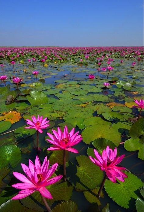 Lotus Flower Meaning and Symbolism | Balcony Garden Web Aesthetic Lotus, Lotus Flower Colors, Lotus Flower Meaning, Fav Flower, Tiger Photography, Lotus Garden, Lotus Plant, Lily Lotus, Flowers Images