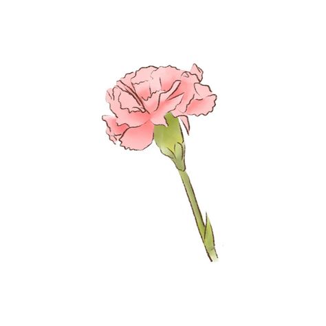 Pink Carnation Drawing, Carnations Drawing, Carnation Flower Illustration, Carnation Flower Drawing, Carnation Illustration, Carnation Drawing, Mothers Day Cartoon, Mothers Day Drawings, Carnation Bouquet