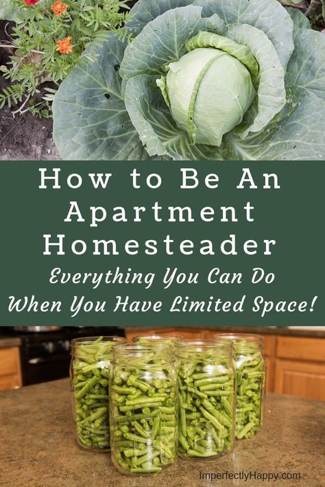 Apartment Homesteading, Furniture Top View, Apartment Gardening, Homesteading For Beginners, Urban Homestead, Homesteading Diy, Homesteading Ideas, Homestead Farm, Homesteading Skills