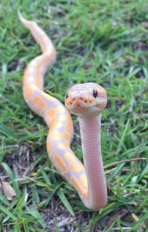 (2) Cute Ball Python doing a scope! Post your... - The Reptile Report | Facebook Pics Of Snakes, Yellow Ball Python, Rare Ball Python Morphs, Coral Glow Ball Python, Pretty Ball Python Morphs, Yellow Python Snake, Ball Python Axanthic, Cute Snake, Ball Python