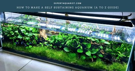 How To Make A Self Sustaining Aquarium Become Productive, Neon Tetra, Self Sustaining, Green Water, Aquatic Animals, Food Chain, Healthy Environment, Aquatic Plants, A To Z