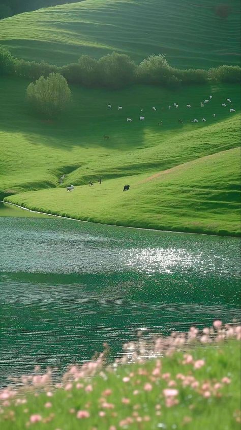 숲 사진, Green Hills, Pretty Landscapes, Alam Yang Indah, Landscape Wallpaper, Nature Aesthetic, Green Grass, Sky Aesthetic, Green Aesthetic