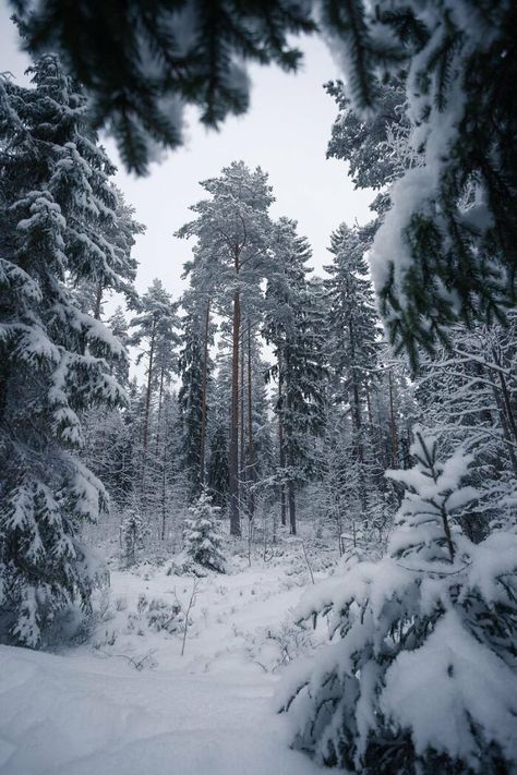 Nature Winter, Snow Forest, Earth Pictures, Snowy Trees, Snowy Forest, Forest Nature, Winter Scenery, Snowy Mountains, Pine Forest