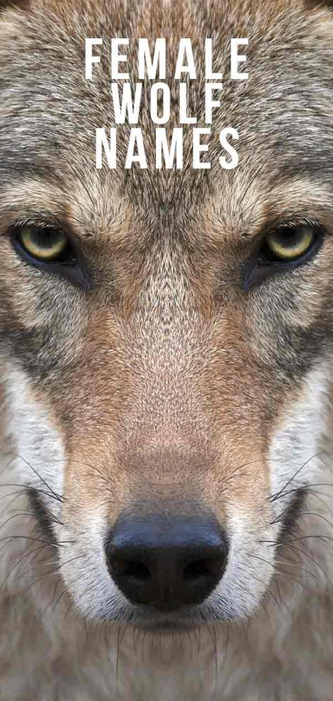 Female Wolf Names – The Ultimate List for a Strong and Beautiful Canine Wolf Names And Meanings, Names For Wolves, Huntress Names, Fantasy Pet Names, Wolf Names Ideas, Names Meaning Wolf, Female Dog Names With Meaning, Strong Female Dog Names, Female Wolf Tattoo