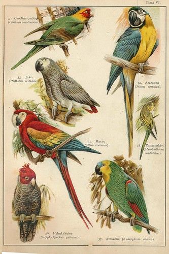 vogels der aarde 1908 plaat VI | janwillemsen | Flickr Blue And Yellow Macaw, Blue Macaw, Paintings Illustration, Amazon Parrot, Vintage Parrot, Grey Parrot, Bird Illustrations, Scientific Illustration, Bird Drawings