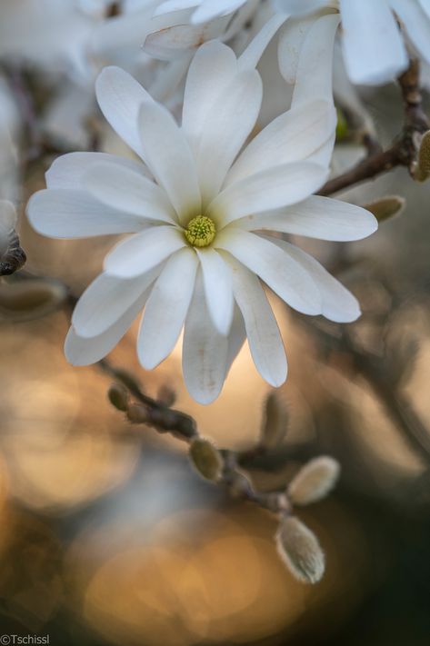 Star Magnolia, Magnolia Stellata, Evening Star, Macro Flower, Flower Motif, Flora And Fauna, Botanical Garden, Mother Earth, Botanical Gardens